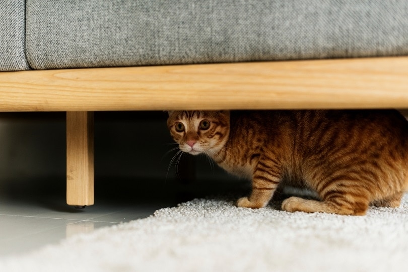 Eine Katze, die sich unter einer Couch versteckt