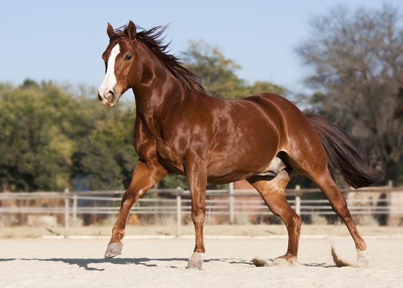 American Quarter horse_Shutterstock_jacotakepics