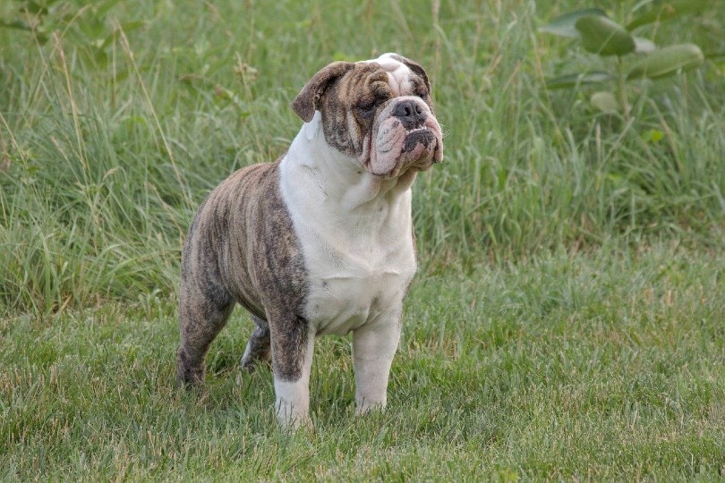 Englische Bulldogge steht auf Gras