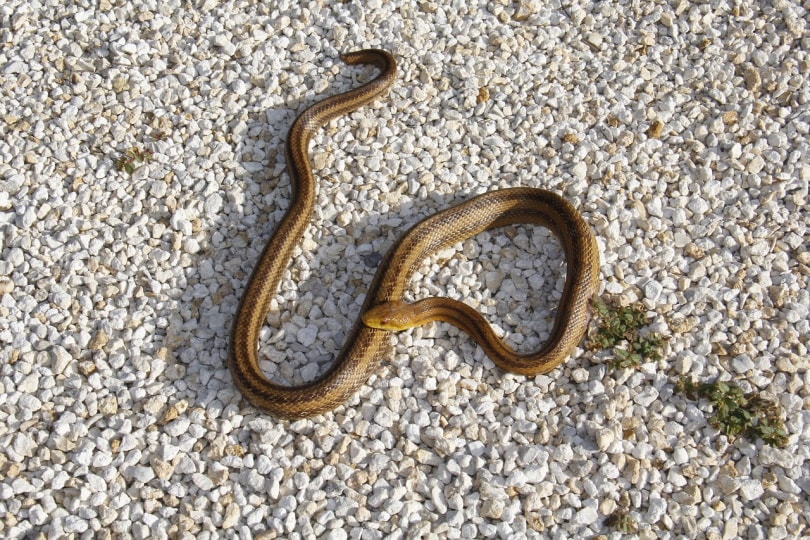 Florida braune Schlange auf dem Boden