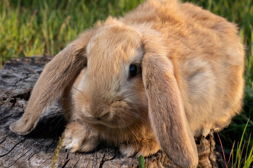 Französisches Lop-Kaninchen sitzt auf dem grünen Gras