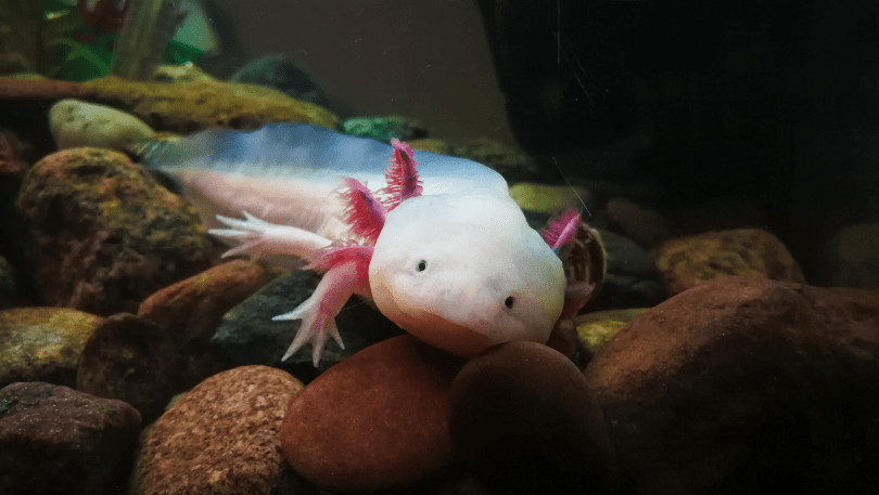 Leukistischer Axolotl