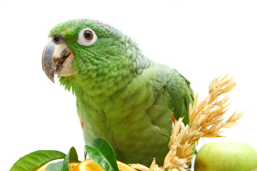 Mealy Amazonas-Papagei essen oats_Rosa Jay_Shutterstock