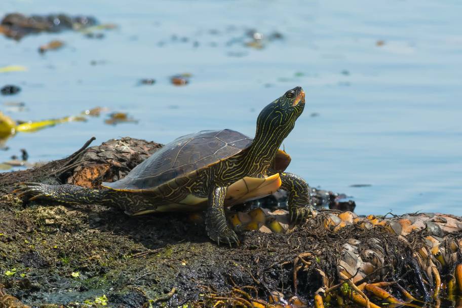 Nördliche Karte Schildkröte am Rande des Wassers basking_Paul Reeves Photography_Shutterstock