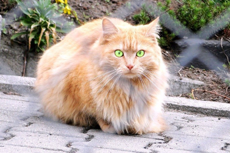Persian cat lying outdoor