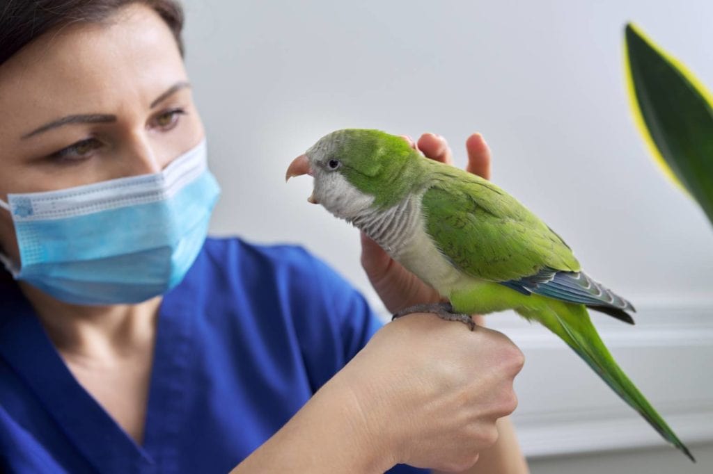 Quacker Papagei besuchen vet_VH-studio_Shutterstock
