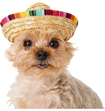 Rubies Kostümkompanie Mehrfarbiger Hund & Katze Sombrero