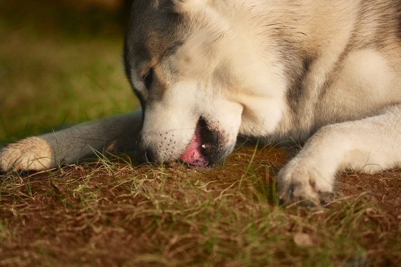 Sibirischer Husky, der auf dem Boden liegt und Gras frisst