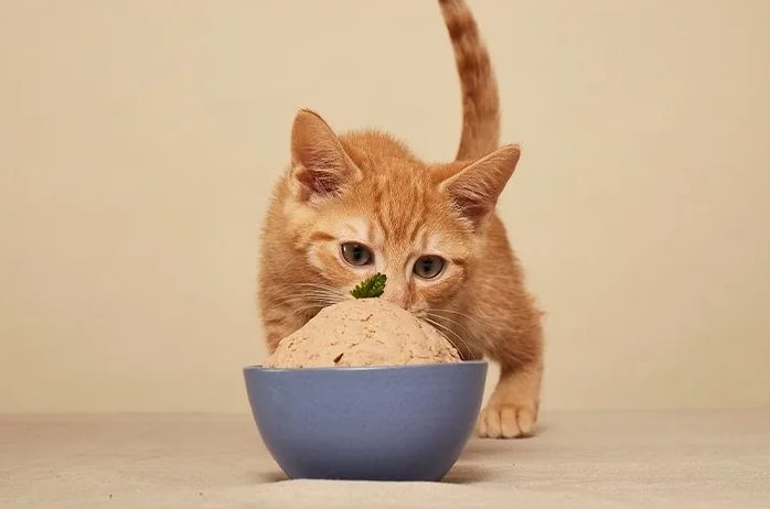 Kleine Frischfutterschüssel in menschlicher Qualität mit Kätzchen
