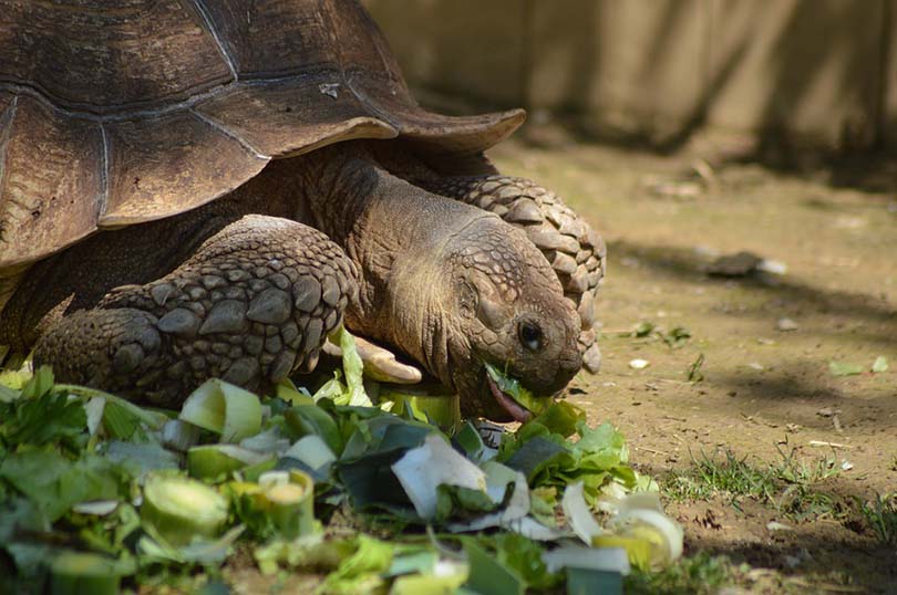 Schildkröte isst Sellerie