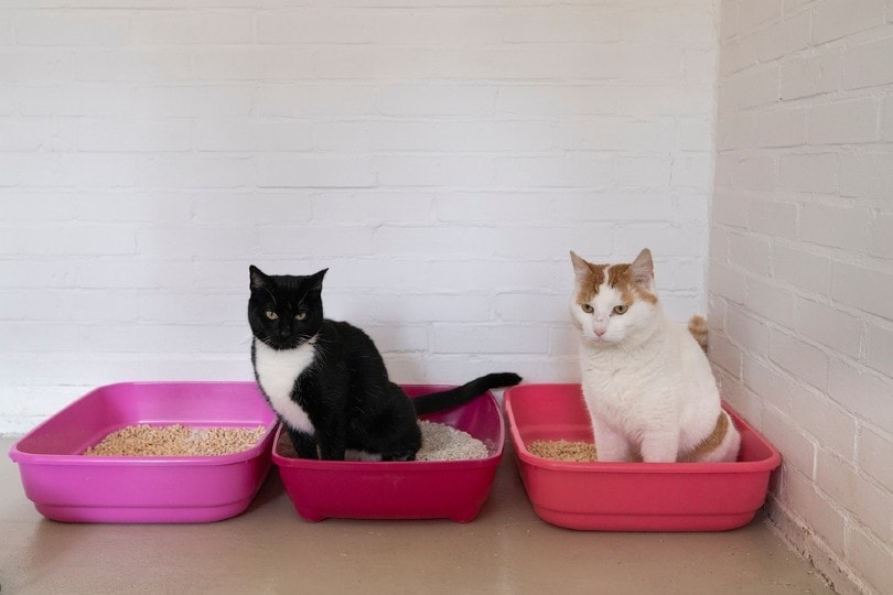Weiß-und-Ingwer-Katze-und-Schwarz-Weiß-Katze-sitzt-auf-einer-Katzentoilette