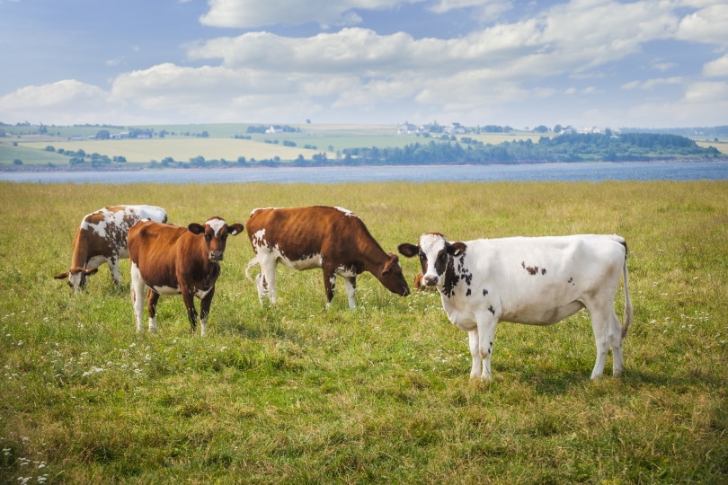 Ayrshire-Kühe bei der Beweidung