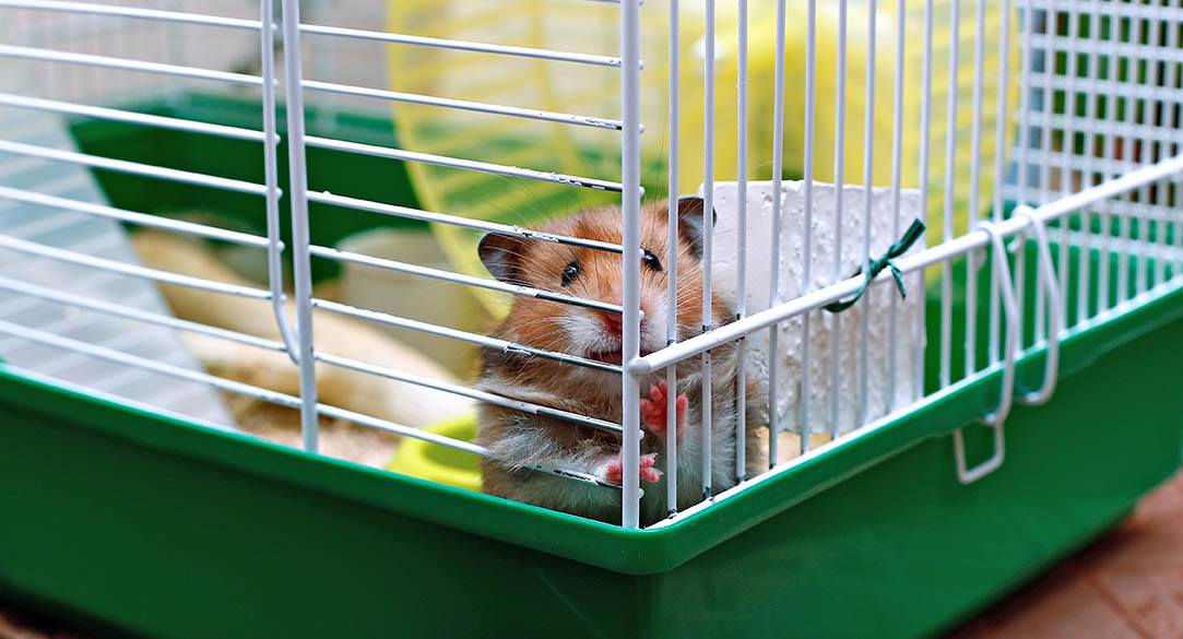 Brauner syrischer Hamster in einem Käfig
