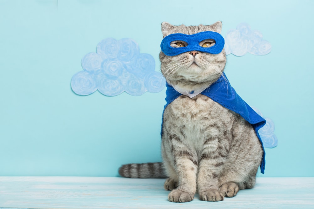 Katze im Superheldenkostüm