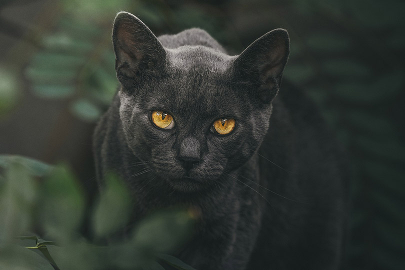close up of black cat with yellow eyes