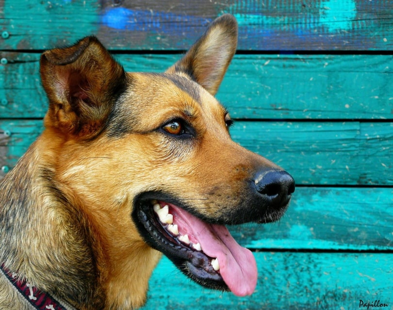 Hund teeth_Pixabay
