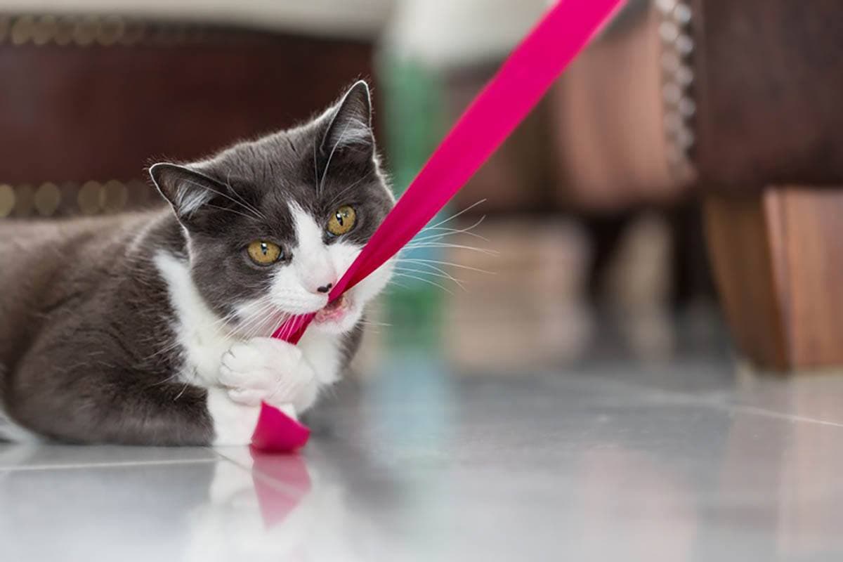 Hauskatze mit Kurzhaar beißt in ein rosa Band