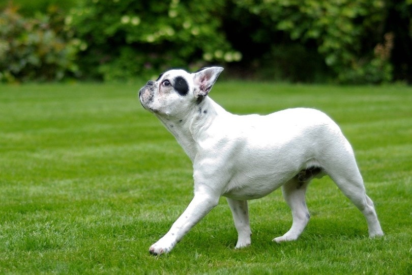 Französische Bulldogge, die auf Gras läuft