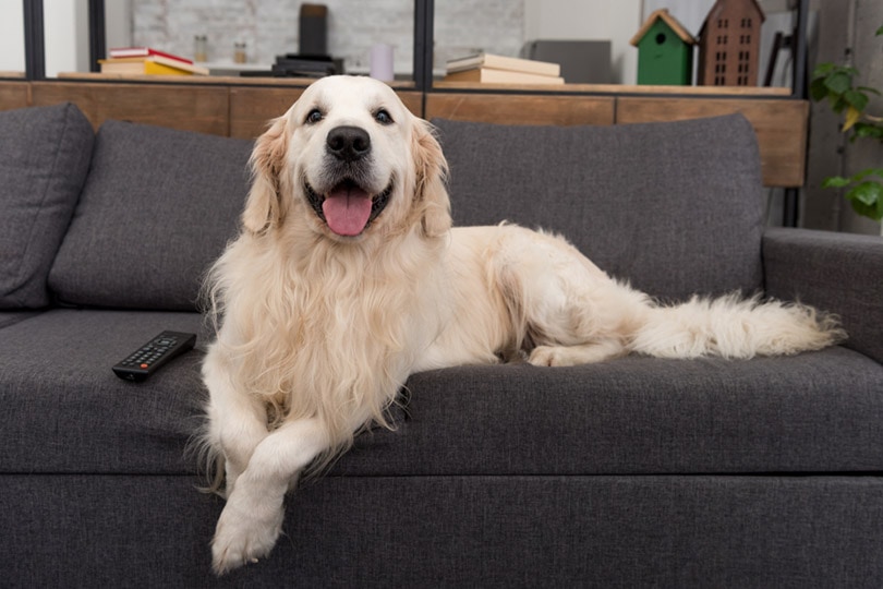 golden retriever dog on a couch