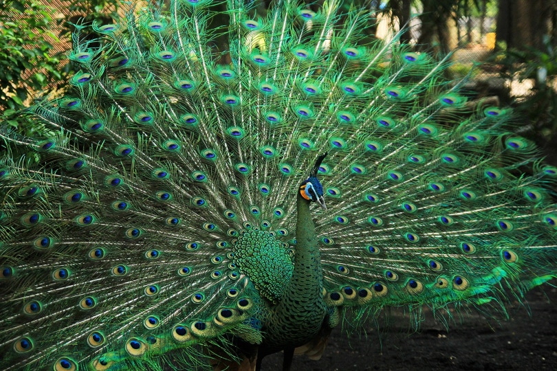 Grün peacock_endri Yana yana_Pixabay