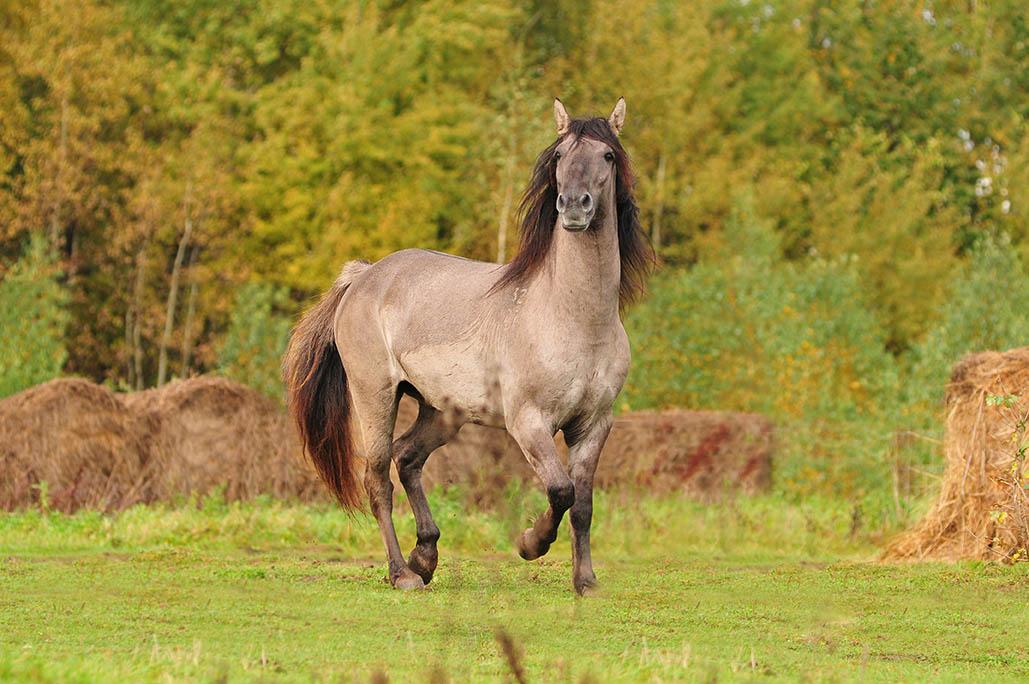 Grullo Baschkirisches Pferd
