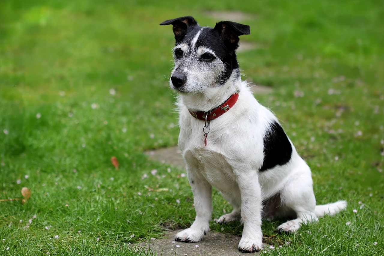Jack Russell terrier_Oldiefan_Pixabay