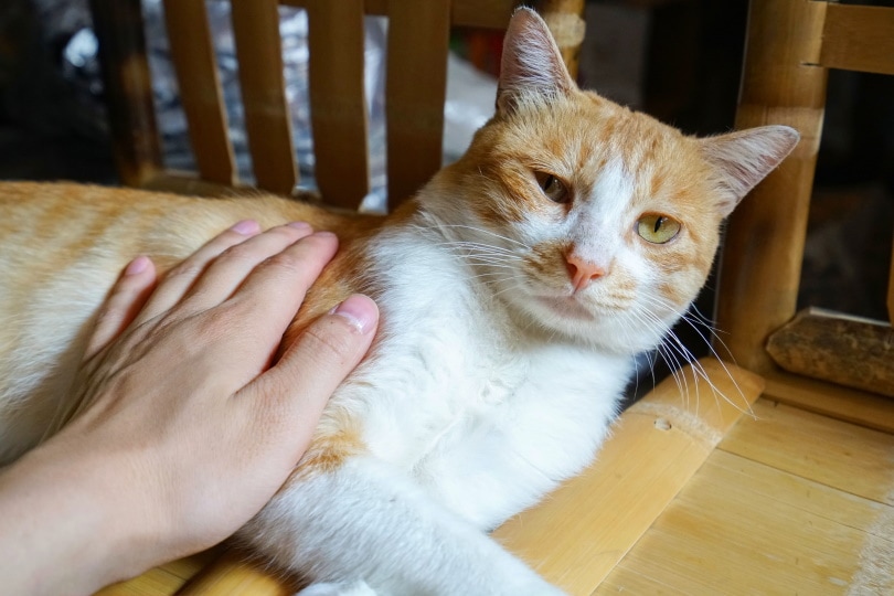 Orangefarbene Katze, die von der Hand des Mannes berührt wird