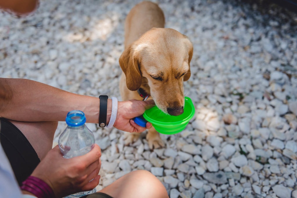 Trinkwasser für Hunde