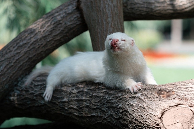 seltene Albino Angora ferret_Sergei Avdeev_shutterstock