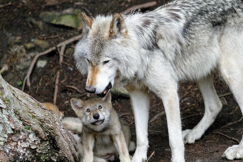 Wolf mit Wolfswelpe