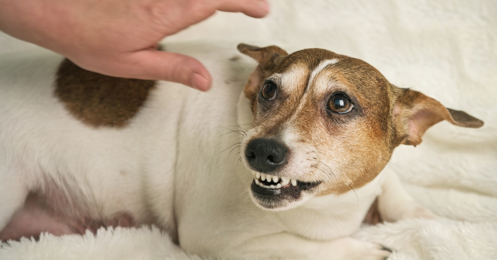 Hund mit Schmerzen aggressiv