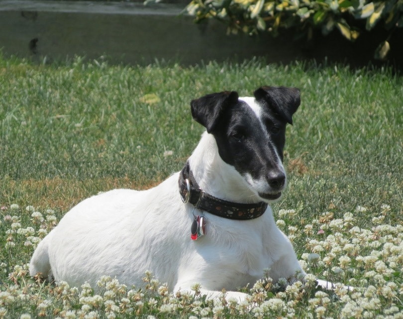 Smooth Fox terrier_Charlotte Yealey_Pixabay