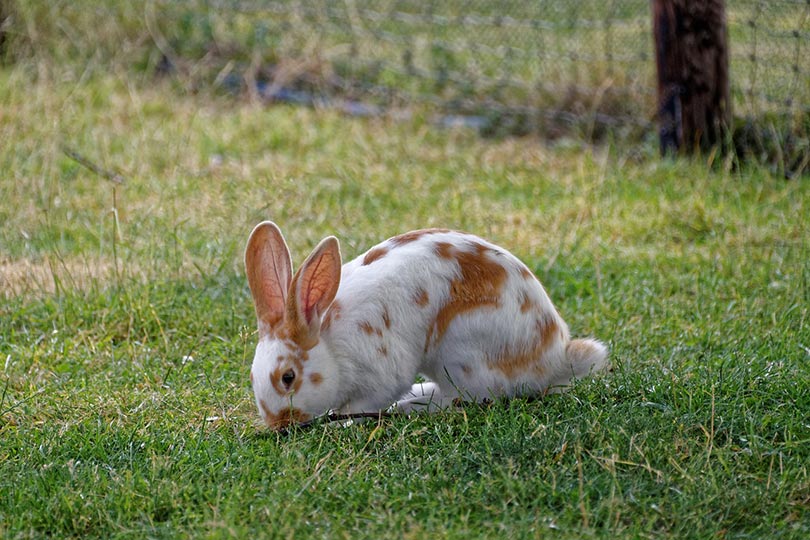 Kaninchen fressen Gras